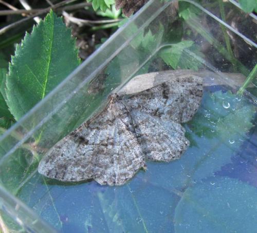 Réf. 240 350 : Peribatodes rhomboidaria