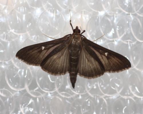 Réf. 240 517 : Cydalima perspectalis