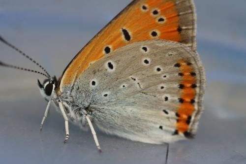 Lycaena dispar