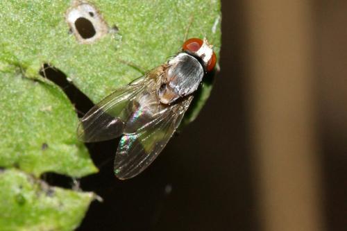 Leucophenga maculata