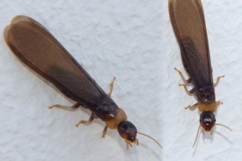 Kalotermes flavicollis