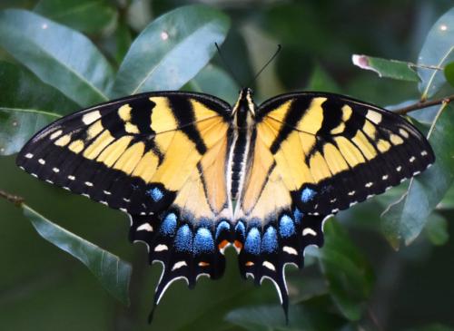 Réf. 240 701 : Papilio glaucus maynardi