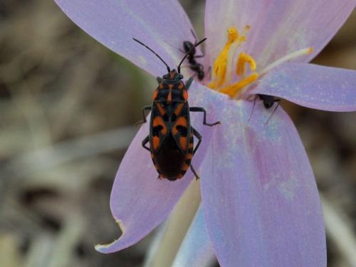 Réf. 240 067 : Spilostethus saxatilis
