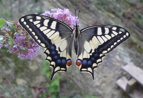Réf. 240 070 : Papilio machaon