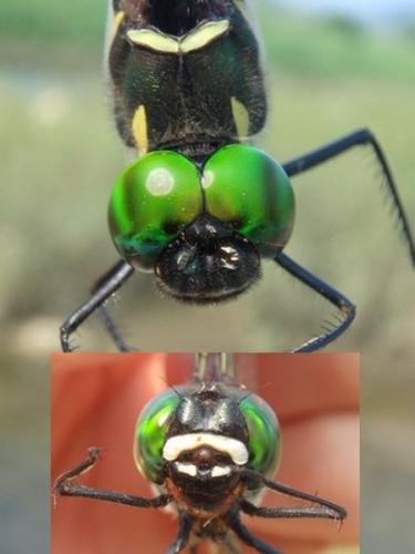 Réf. 240 417 : Macromia hamata