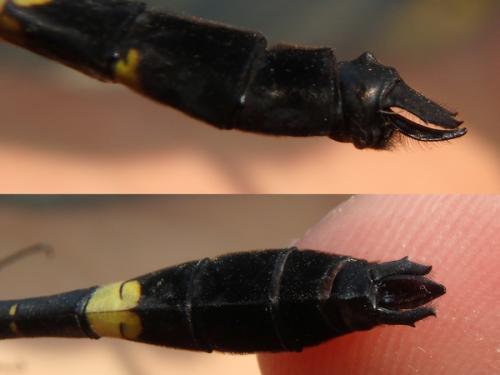 Réf. 240 418 : Macromia hamata