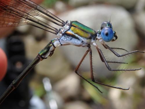 Megalestes distans