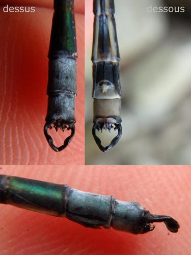 Megalestes distans