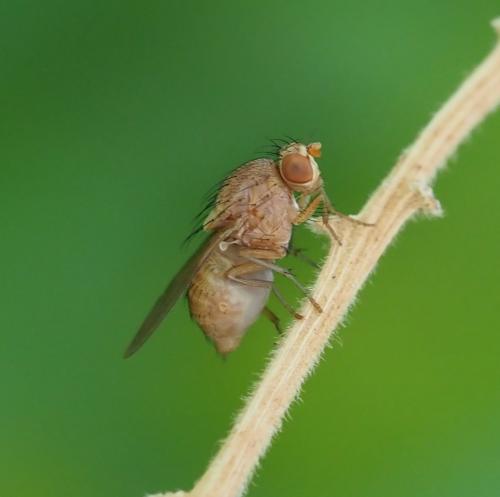 Minettia sp.