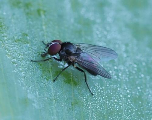Fannia parva