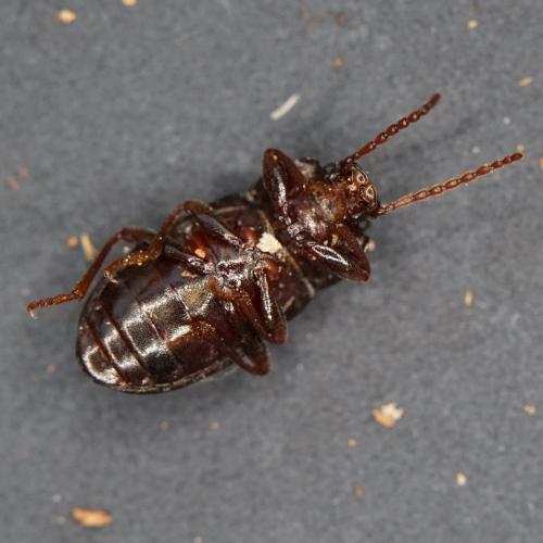 Nalassus sp.