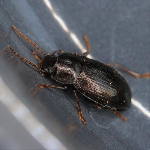 Nalassus sp.
