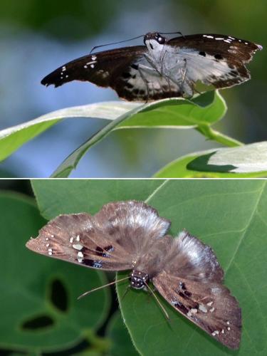 Tagiades insularis