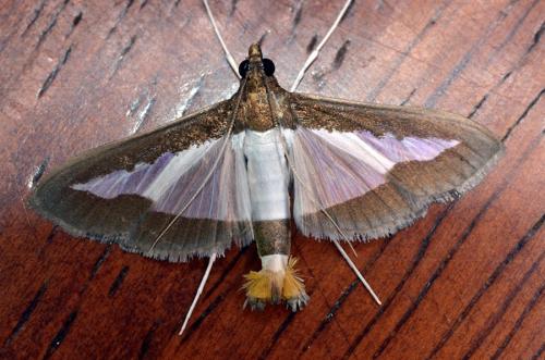 Diaphania indica
