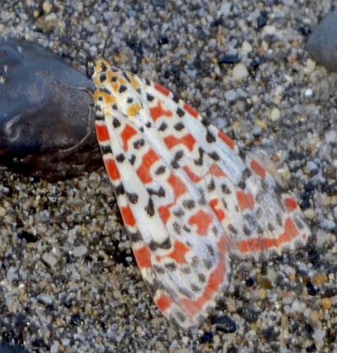 Réf. 240 694 : Utetheisa pulchella