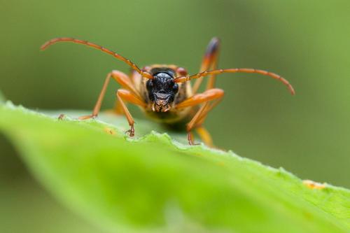Necydalis major