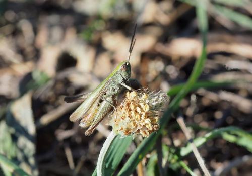 Réf. 240 307 : Chorthippus dorsatus dorsatus