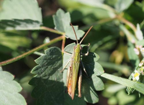 Réf. 240 308 : Chorthippus dorsatus dorsatus