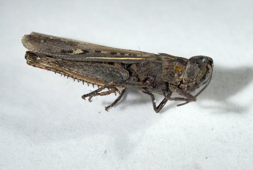 Chorthippus sp.