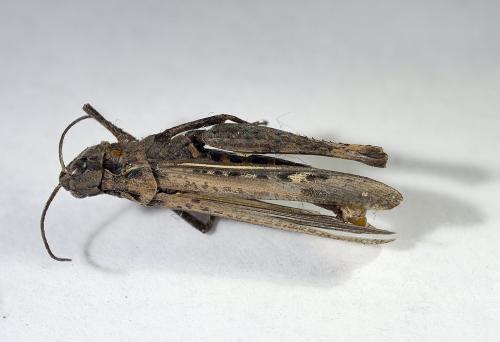 Chorthippus sp.