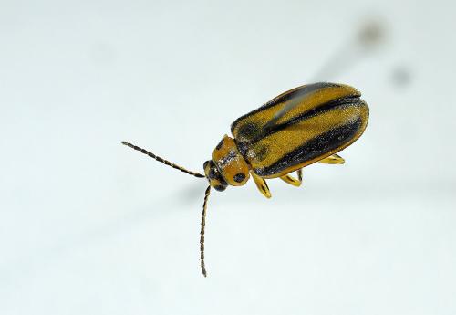 Réf. 240 396 : Xanthogaleruca luteola