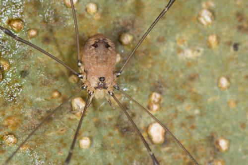 Réf. 240 724 : Leiobunum rotundum