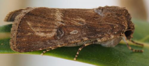 Réf. 240 586 : Spodoptera sp.