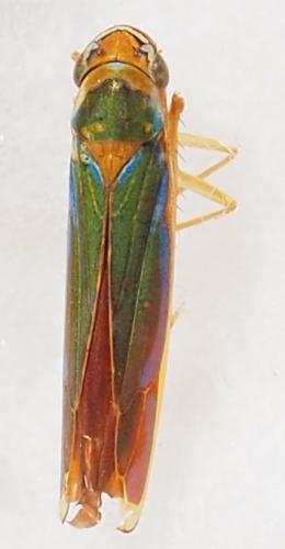 Catagonalia lunata