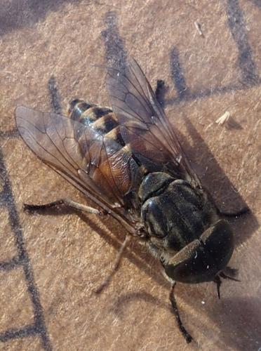 Réf. 240 640 : Tabanus sp.