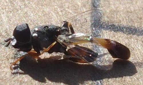 Syritta flaviventris