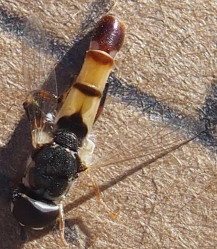 Réf. 240 638 : Syritta flaviventris