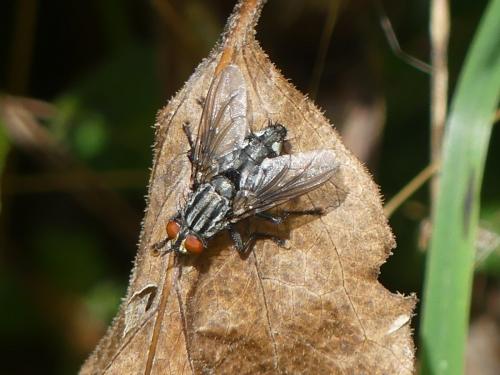Sarcophaga sp.