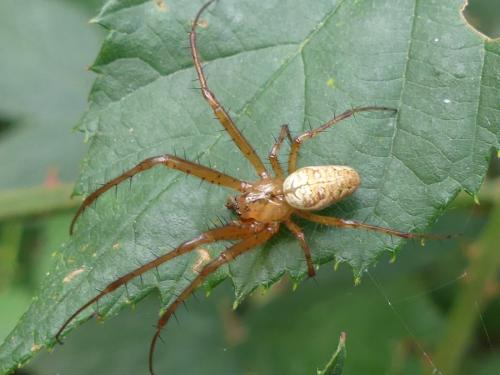 Metellina sp.