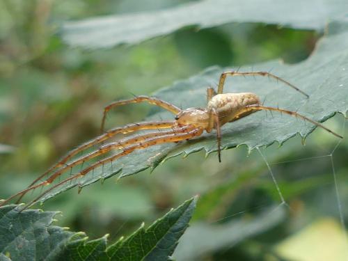 Metellina sp.