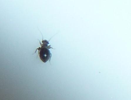 Lepinotus sp.