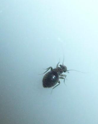Lepinotus sp.
