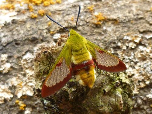 Hemaris fuciformis