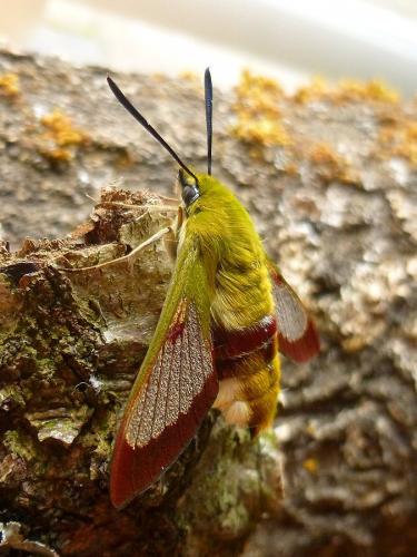 Hemaris fuciformis