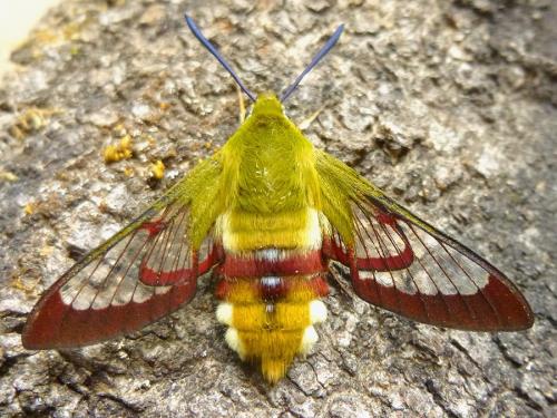 Hemaris fuciformis