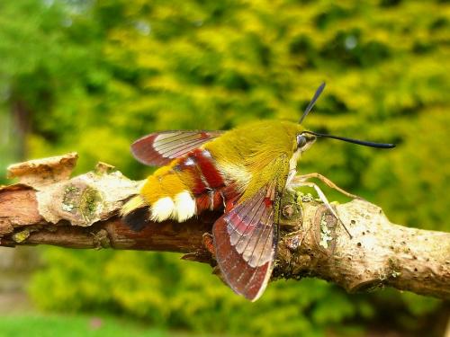Hemaris fuciformis
