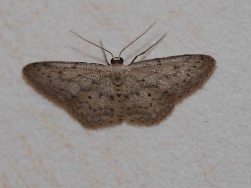 Idaea seriata