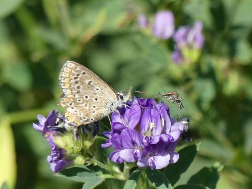 Ochlerotatus caspius