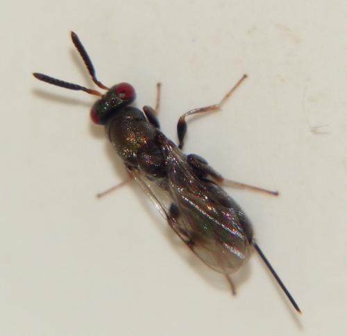 Monodontomerus sp.
