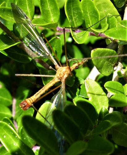 Réf. 240 546 : Tipula lunata