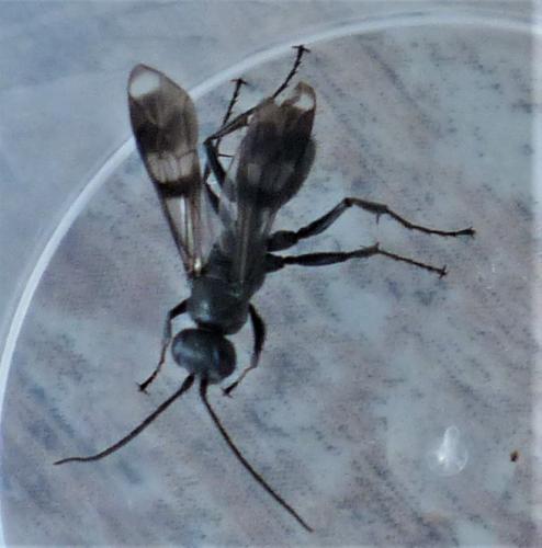 Réf. 240 609 : Dipogon sp.
