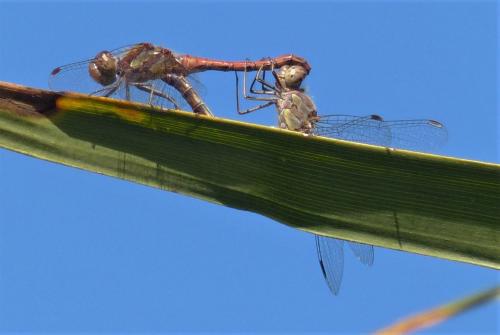 Sympetrum striolatum