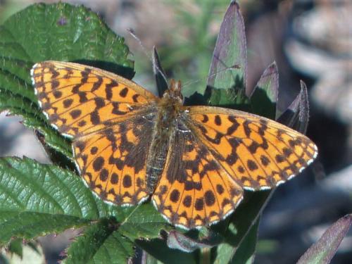 Réf. 240 351 : Boloria dia