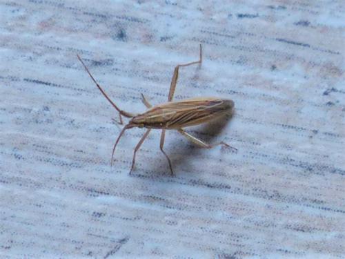 Réf. 240 799 : Stenodema laevigata