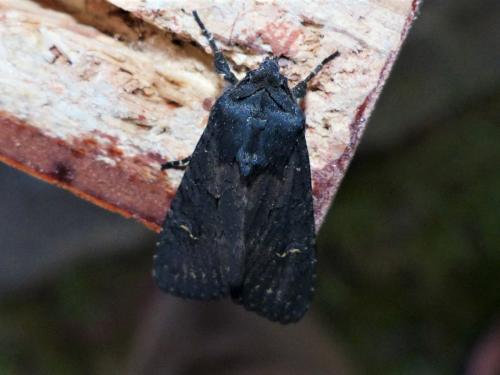 Aporophyla nigra