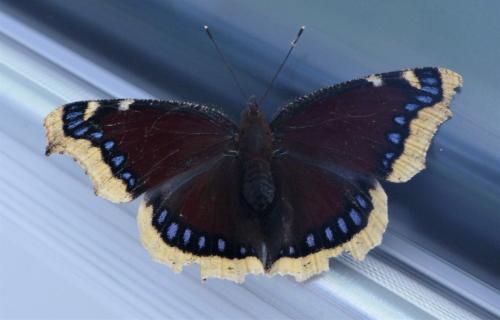 Nymphalis antiopa